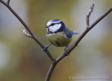 Blue Tit, Parus caeruleus