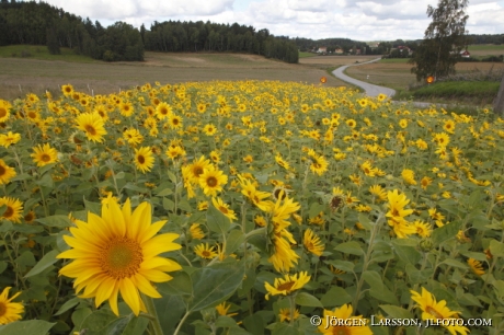 Sunflowers Grodinge Sweden