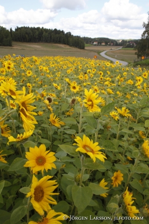 Sunflowers Grodinge Sweden