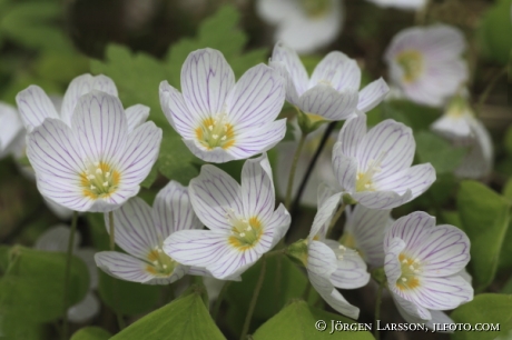 Oxalis acetosella 