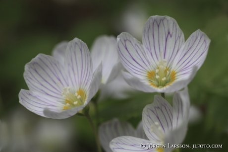 Oxalis acetosella 