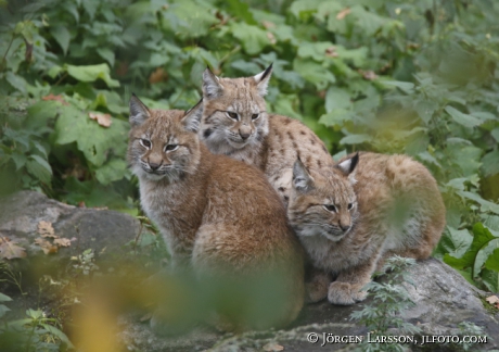 Lynx