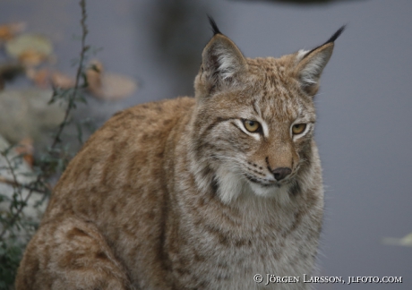 Lodjur lynx lynx 