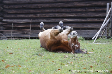 Gotland pony