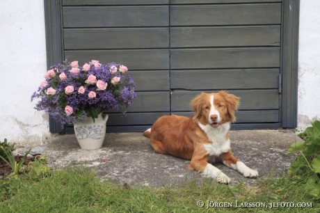 Arrangerade blommor med Hund   Tollare