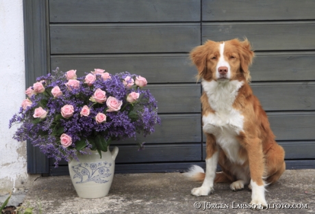 Arrangerade blommor med Hund   Tollare
