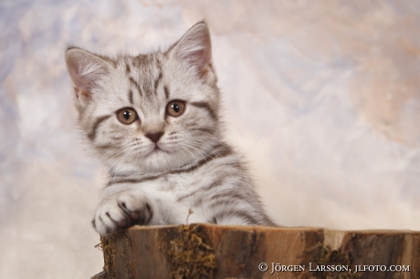 Cat Brittish shorthair