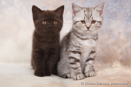 Cat Brittish shorthair