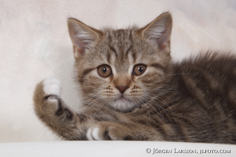 Cat Brittish shorthair