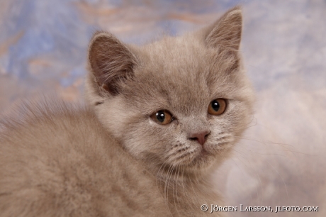 Cat Brittish shorthair