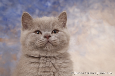 Cat Brittish shorthair