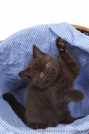 Cat Brittish shorthair