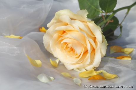 Mixed Flowers Roses