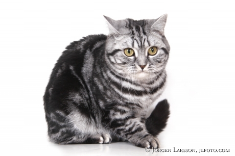 Cat Brittish shorthair