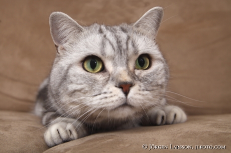 Cat Brittish shorthair