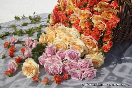 Arrangerade blommor Rosor i korg