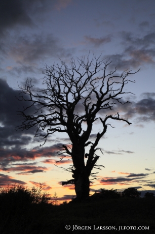 Old Oak Bjornlunda Sodermanland Sweden 