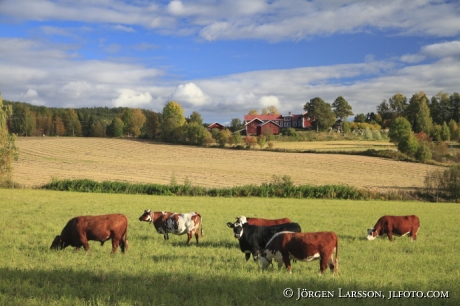 Jarvso  Halsingland Sweden