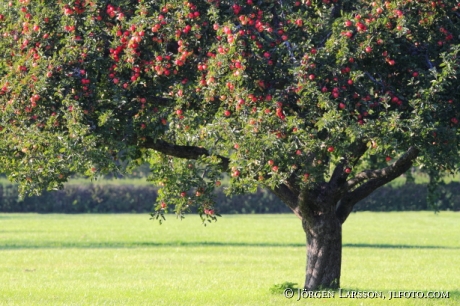 Appeltree  Tullgarn Sodermanland Sweden