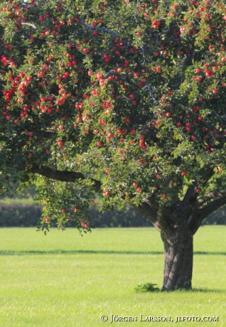 Appeltree  Tullgarn Sodermanland Sweden