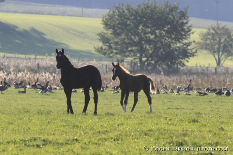 Horses at Tullgarn Sodermanland Sweden