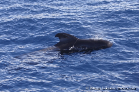 Pilotwhale Globicephalinae