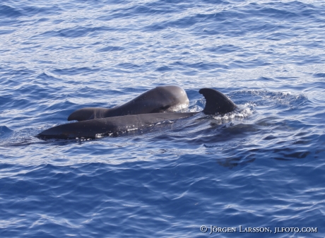 Pilotwhale Globicephalinae