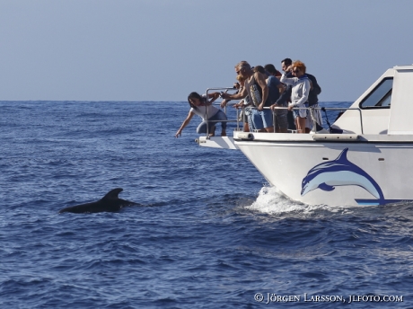 Pilotwhale Globicephalinae