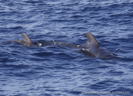 Pilotwhale Globicephalinae