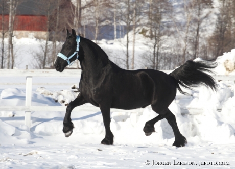 Frieserhorse