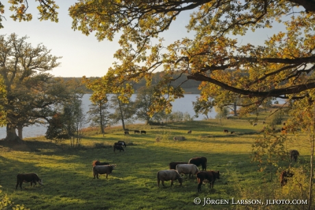 Segersgarde Gamleby Smaland Sweden