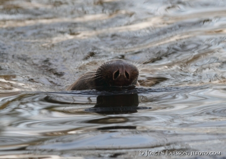 Coomon seal