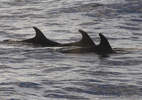 Bottlenose Dolphins