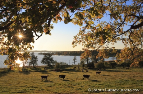 Segersgarde Gamleby Smaland Sweden