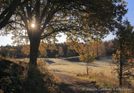 Oaks Road at Bjornlunda Sodermanland Sweden