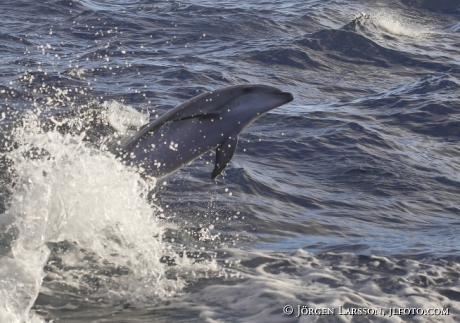 Bottlenose Dolphins