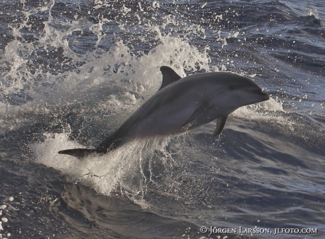 Bottlenose Dolphins