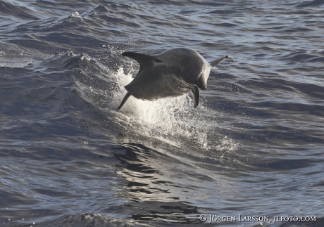 Bottlenose Dolphins