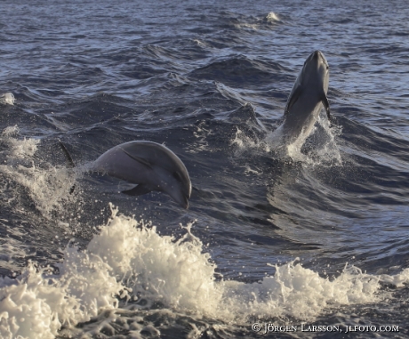 Bottlenose Dolphins