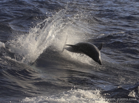 Bottlenose Dolphins