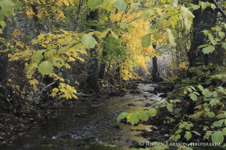 River at Wira bruk Uppland Sweden