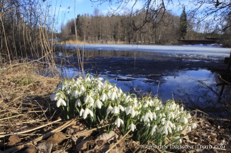 Snowdrops at Havla Ostergotland Sweden