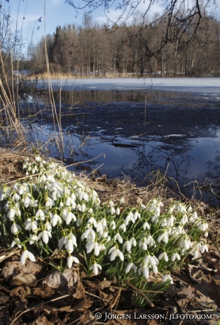 Snowdrops at Havla Ostergotland Sweden