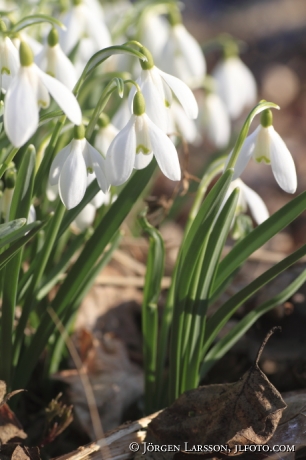 Snowdrops at Havla Ostergotland Sweden