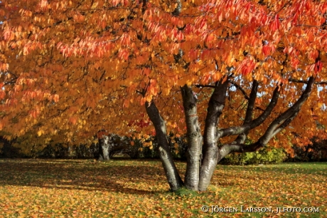 Cherrytree in autumn Botkyrka Sweden