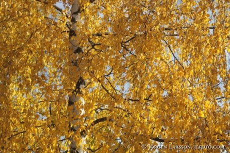 Birch  in autumn Botkyrka Sweden