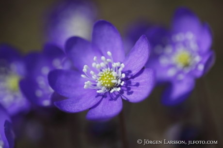 Blue anemorte    Hepatica 