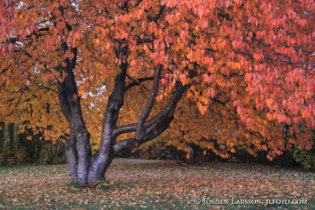 Cherrytree in autumn Botkyrka Sweden