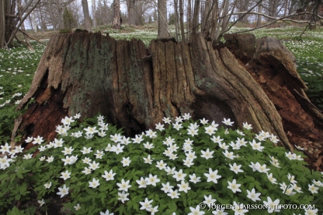 Wood anemone