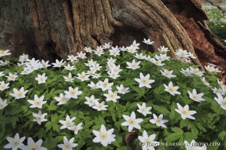 Wood anemone